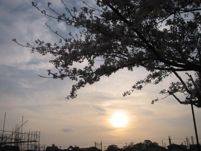 桜と夕陽