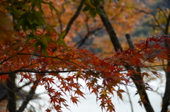 稲倉ダム　やっと紅葉　5