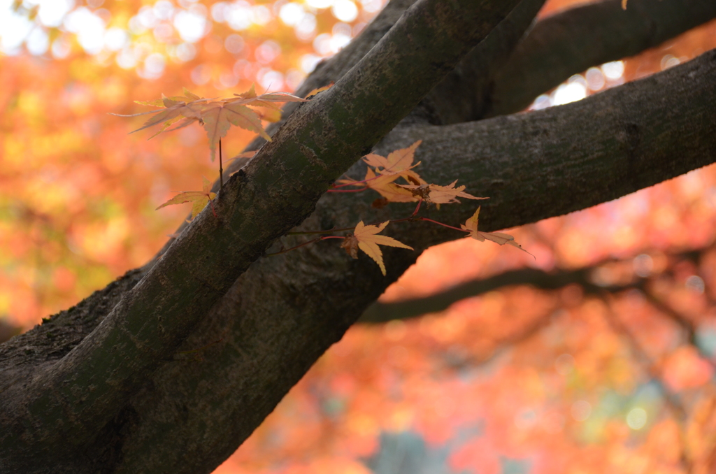 稲倉ダム　やっと紅葉　6