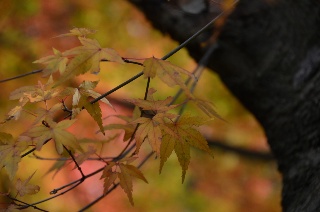 稲倉ダム　やっと紅葉　7