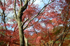 稲倉ダム　やっと紅葉　1