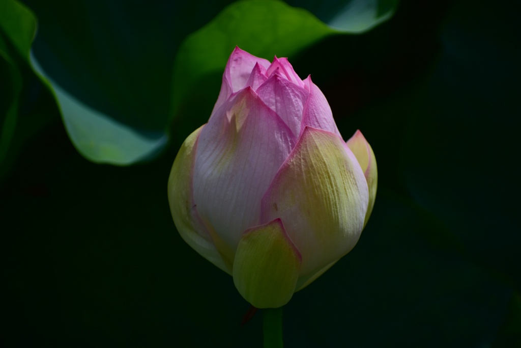 蓮の蕾