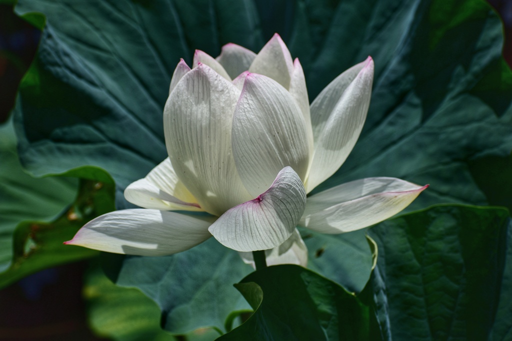 蓮の花