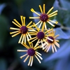 植物園の花火