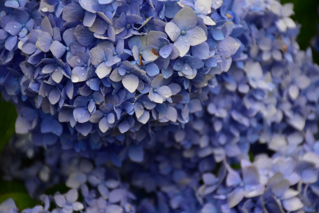 雨の日、あじさいの深い森