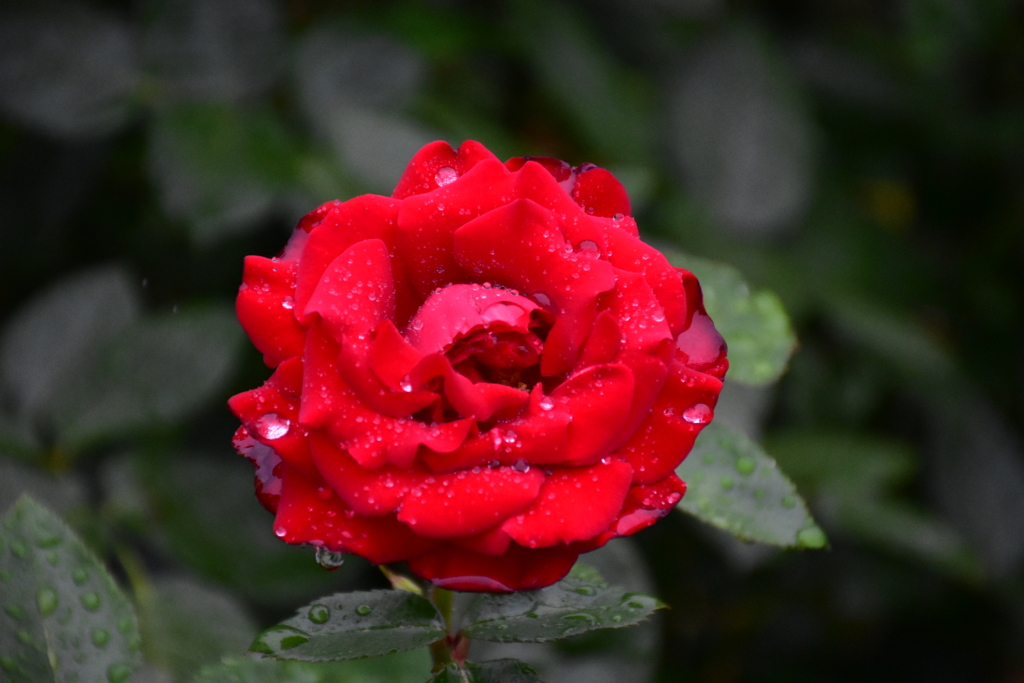 美しく濡れた赤い薔薇(雨に間に合う)