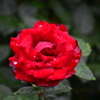 美しく濡れた赤い薔薇(雨に間に合う)