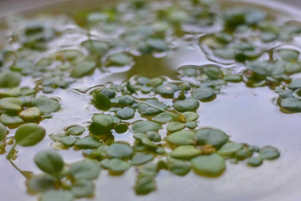 水草が活き活きする季節