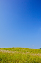 すすきと青空