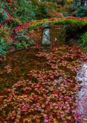 金剛輪寺　落ち葉