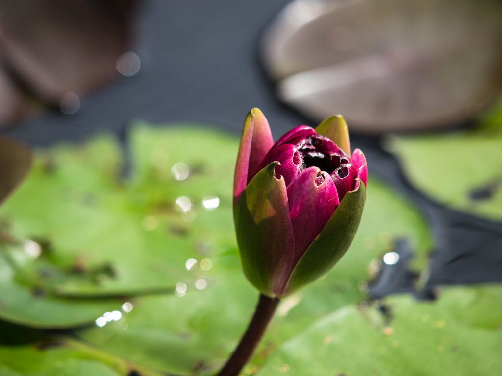 水生植物公園　ブラックプリンセス