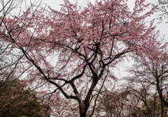平野神社　桜　３
