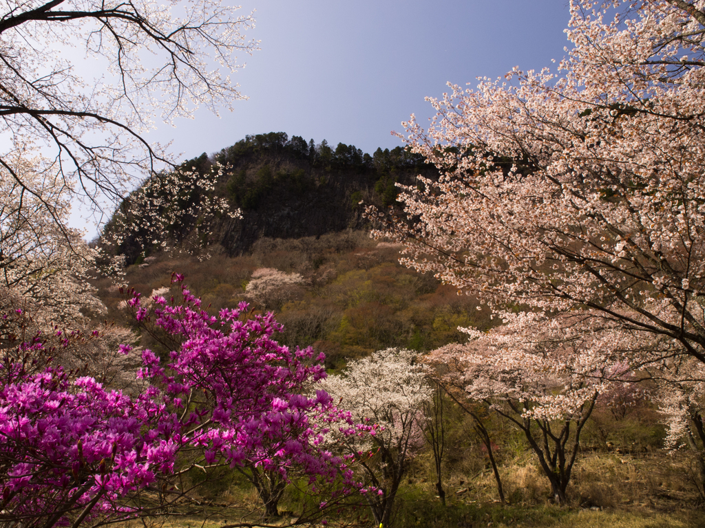 屏風岩と桜　その壱