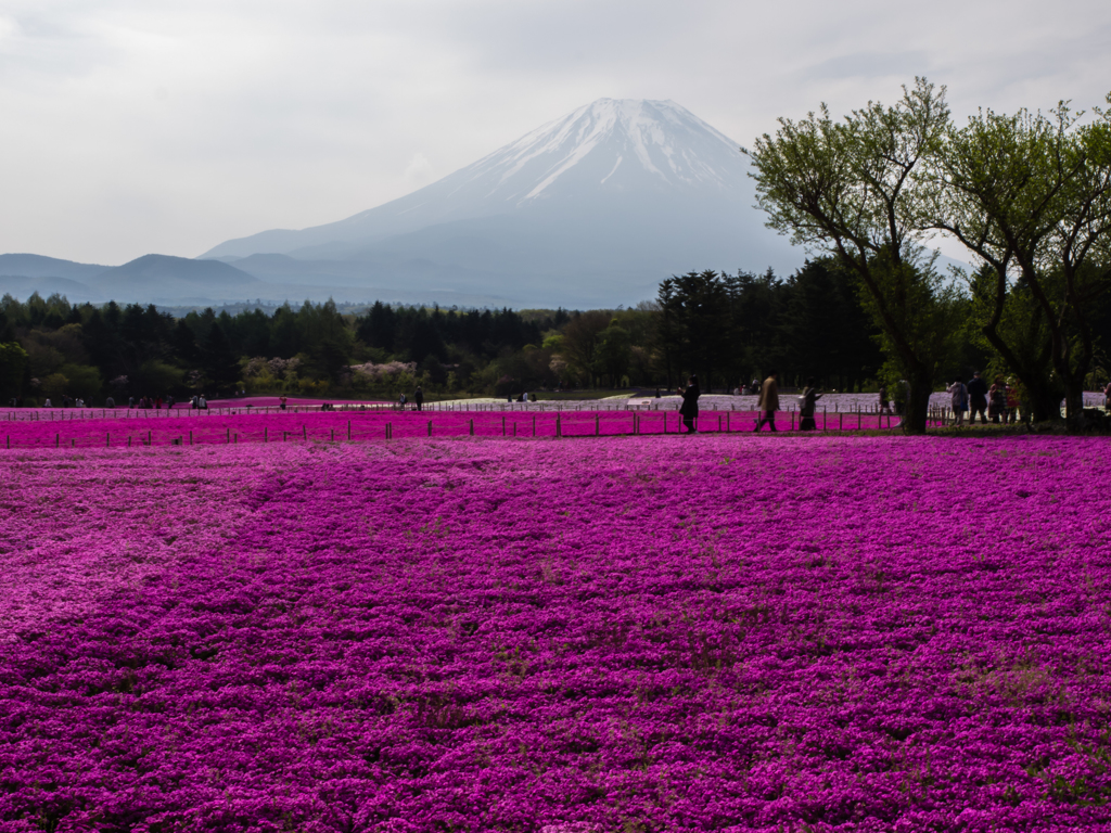 富士山と芝桜５