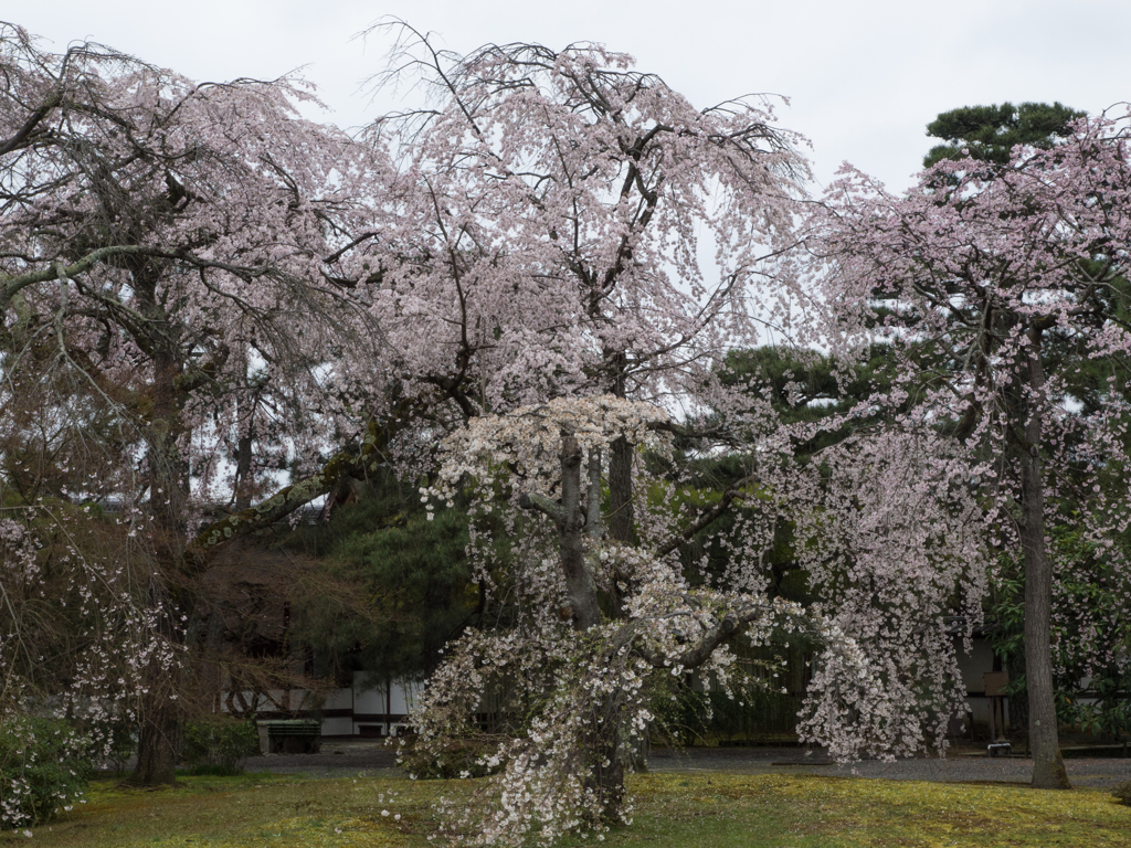 京都御苑　その七