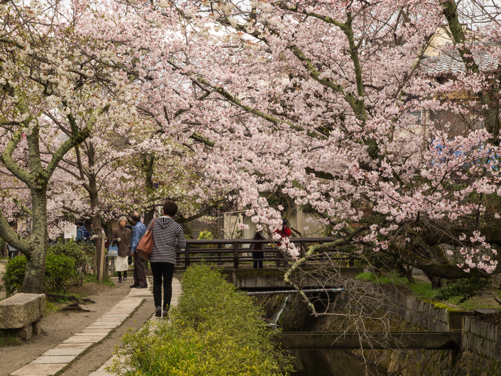 哲学の道の桜　その五