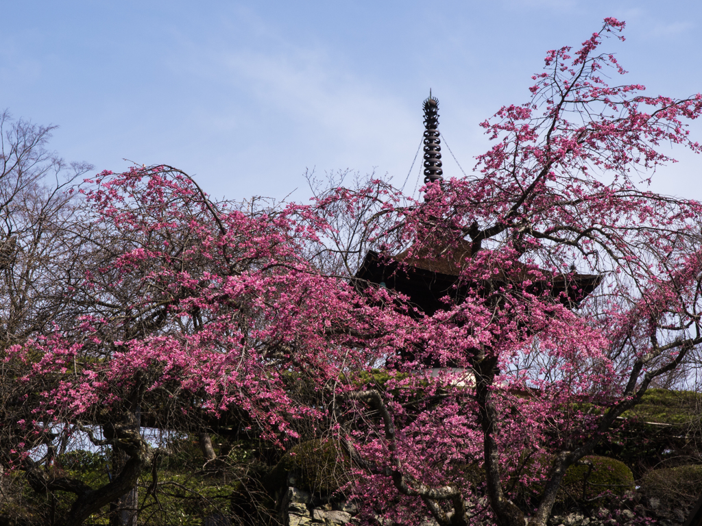 吉峰寺①