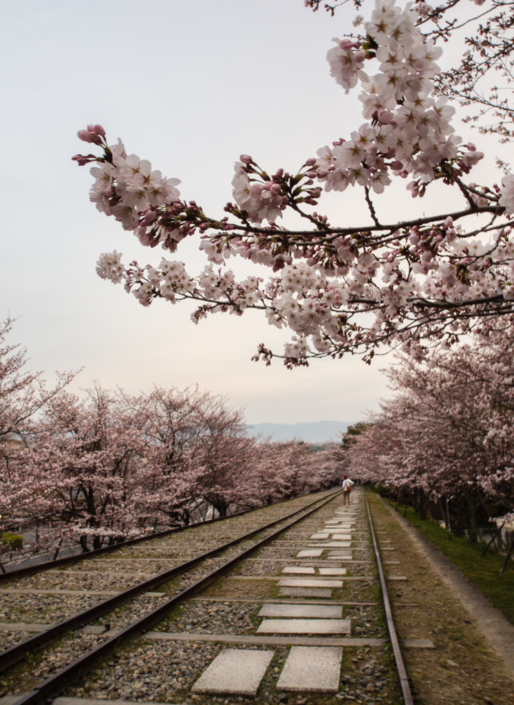 インクライン　桜　４