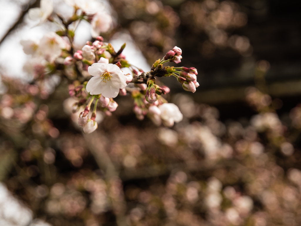 清凉寺　桜