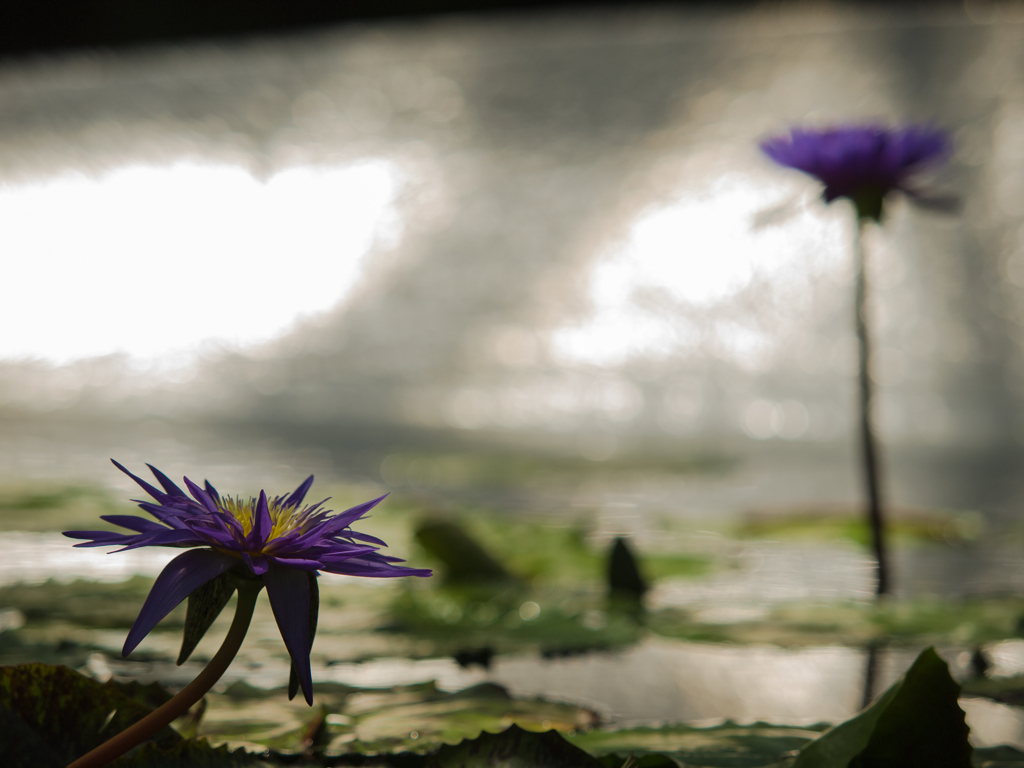 水生植物園　睡蓮　その四