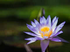 水生植物園　睡蓮　その参