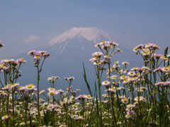 富士山　忍野村より③