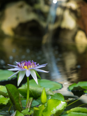 水生植物園　睡蓮　その壱