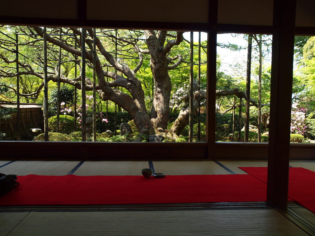 宝泉院②