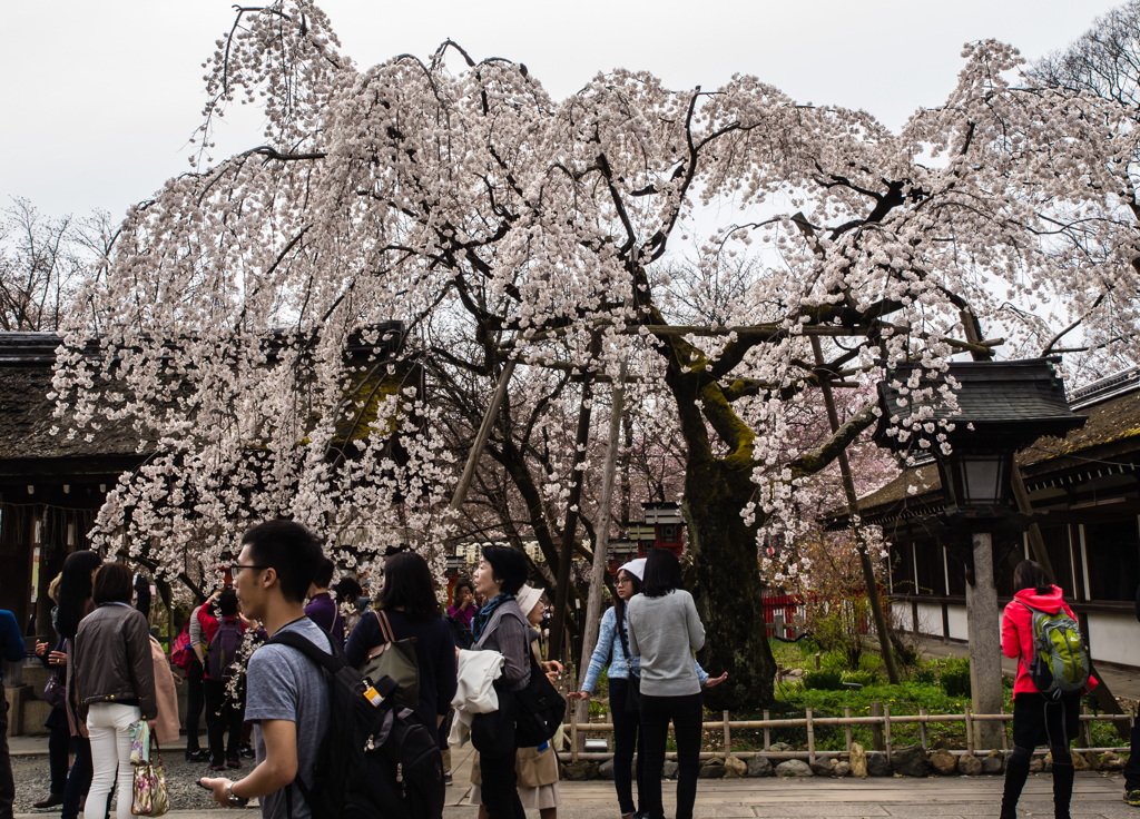 平野神社　桜　８