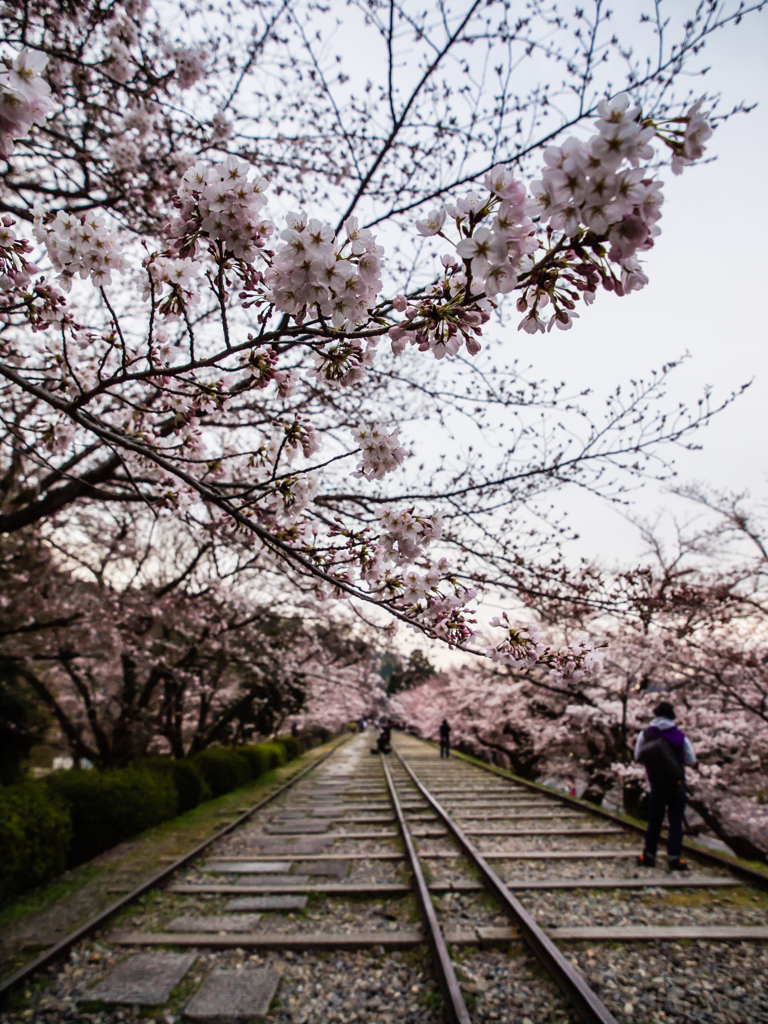 インクライン　桜　２