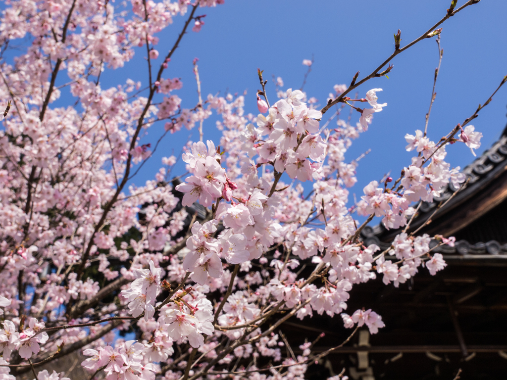 吉峰寺③