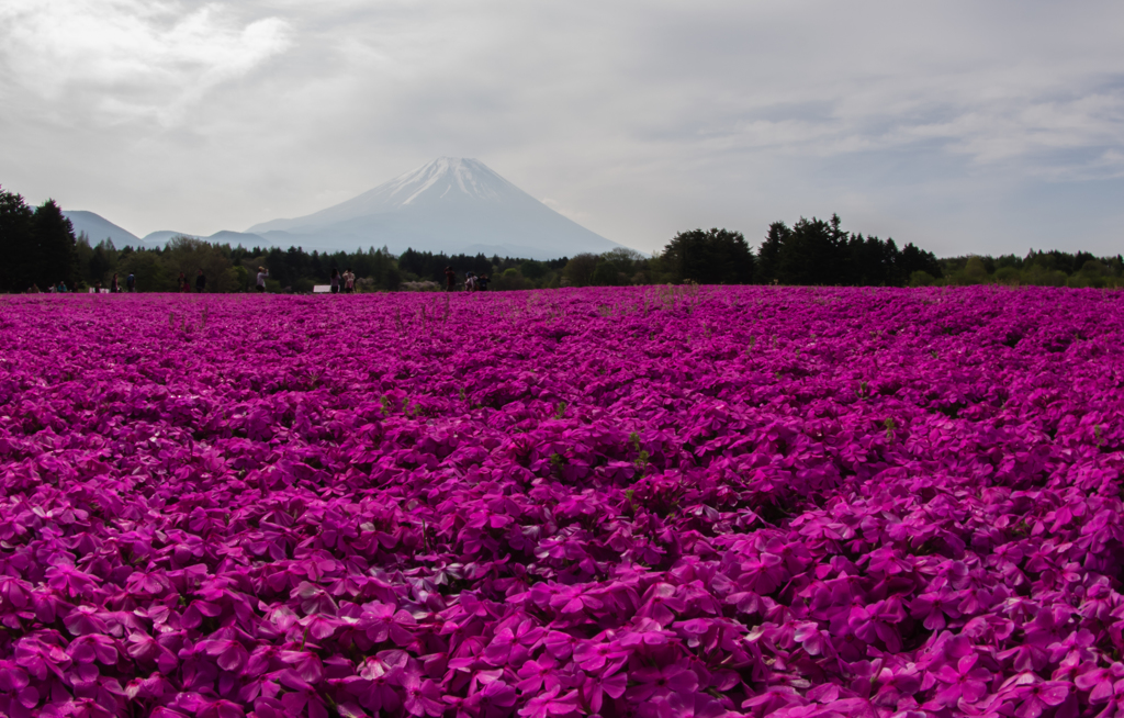 富士山と芝桜４