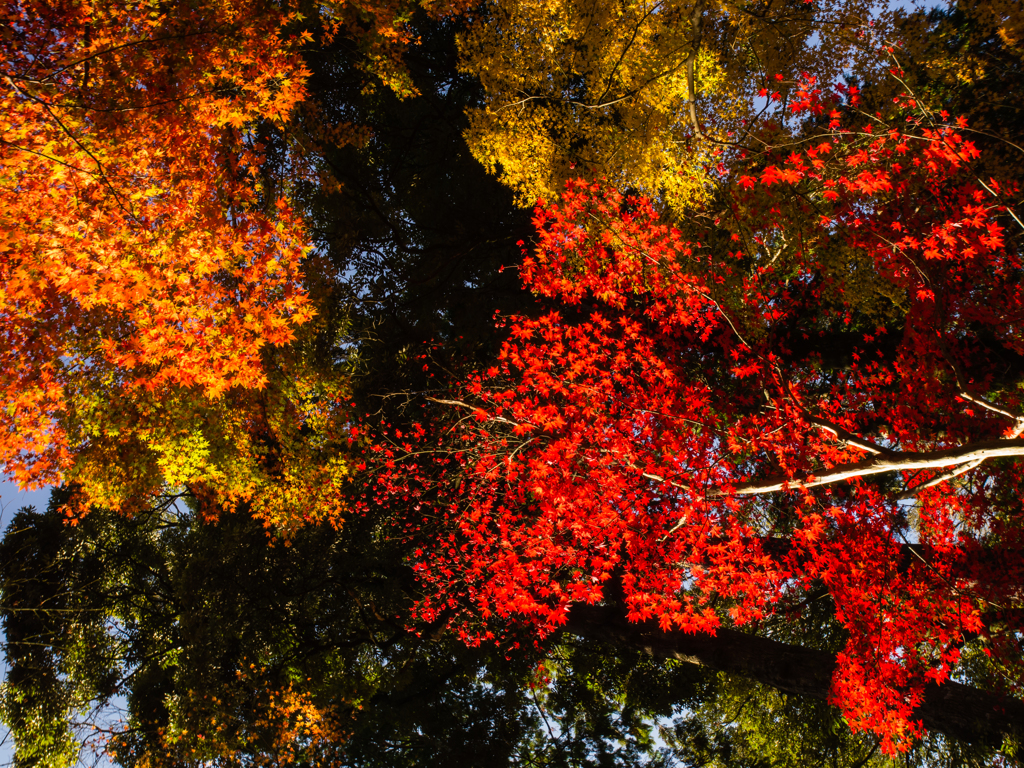 金剛輪寺　紅葉