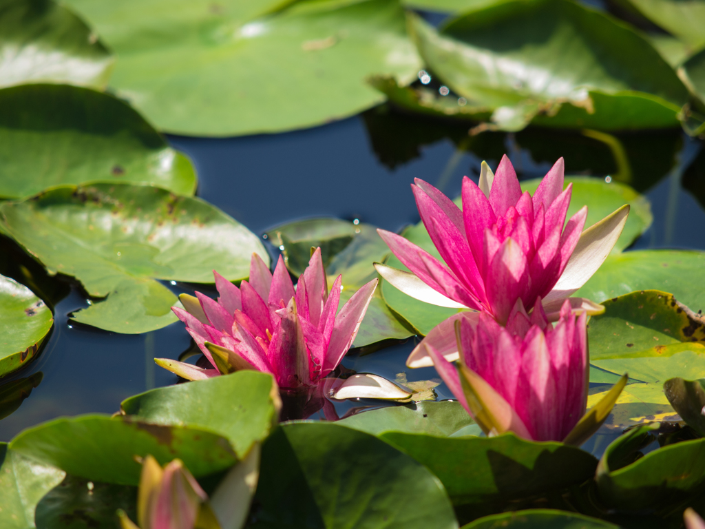 水生植物園　みずの森　その弐