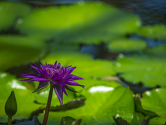 水生植物園　睡蓮　その弐