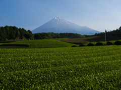富士山　大渕の茶畑より①