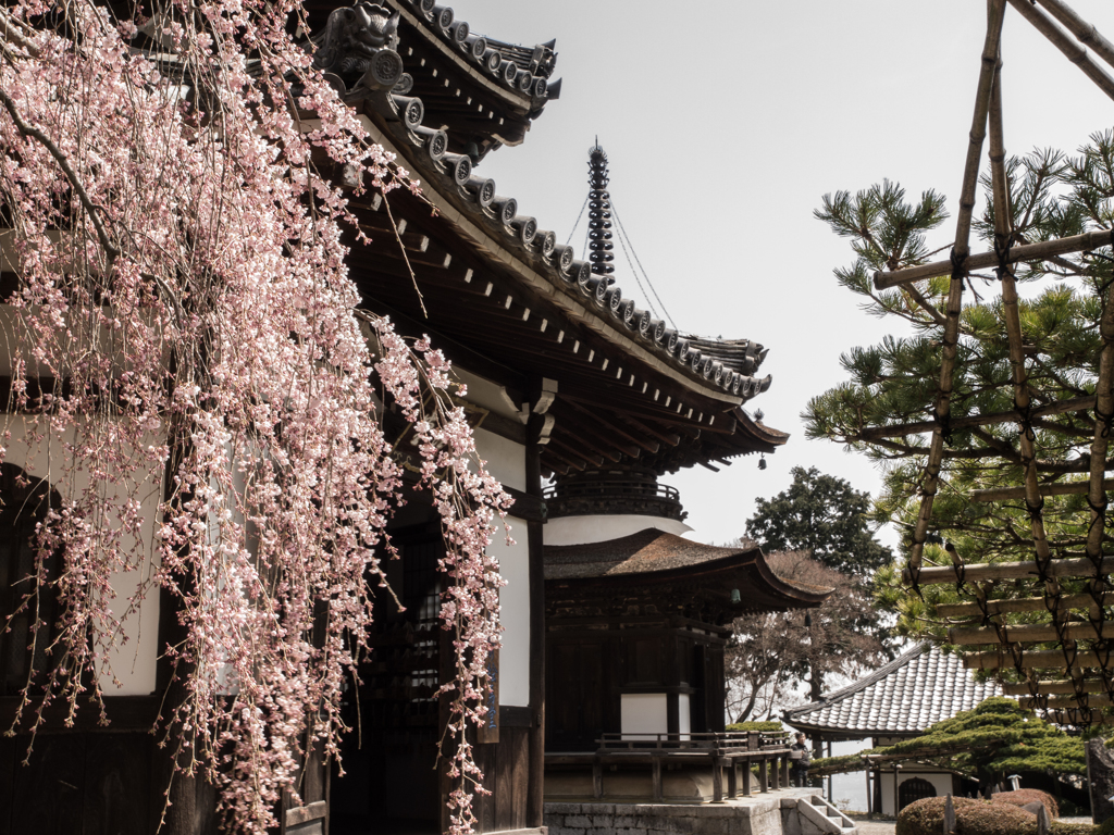 吉峰寺⑤