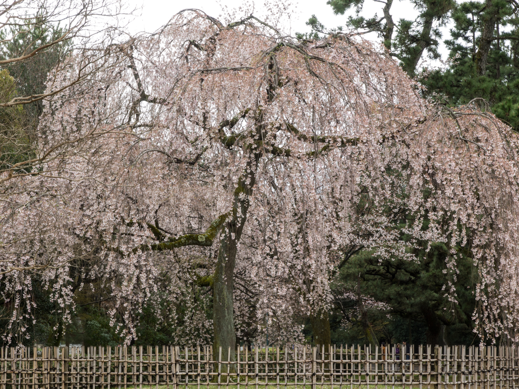 京都御苑　その弐