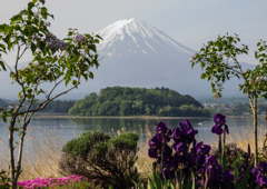 富士山とジャーマンアイリス