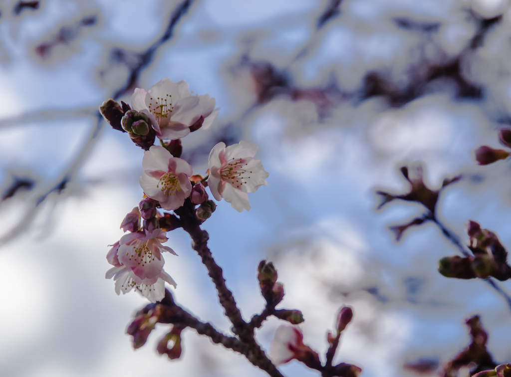 高山寺　桜２