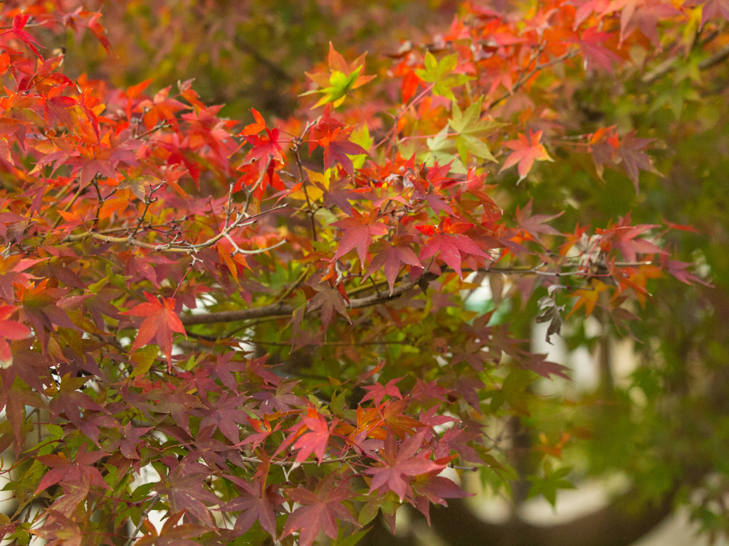 奈良公園　紅葉