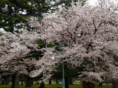 京都御苑　その五