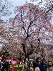 平野神社　桜　１