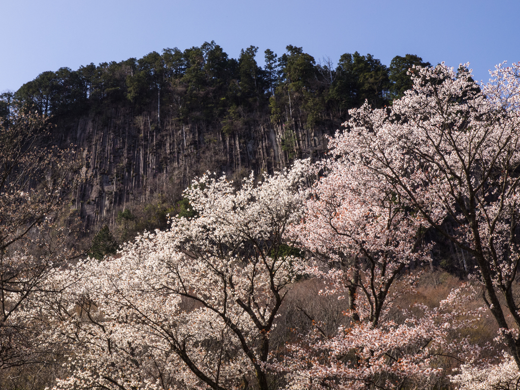 屏風岩と桜　その八