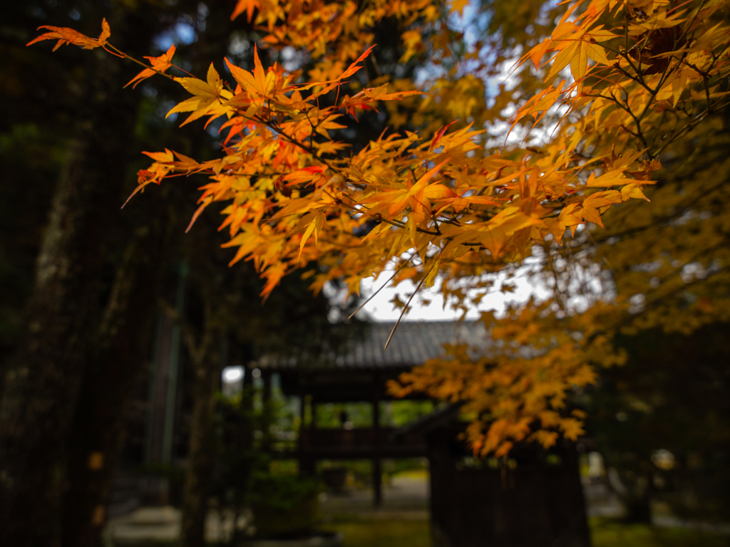 清凉寺　紅葉