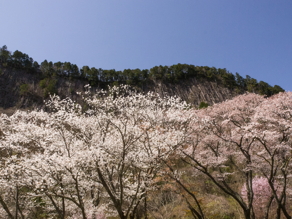 屏風岩と桜　その弐