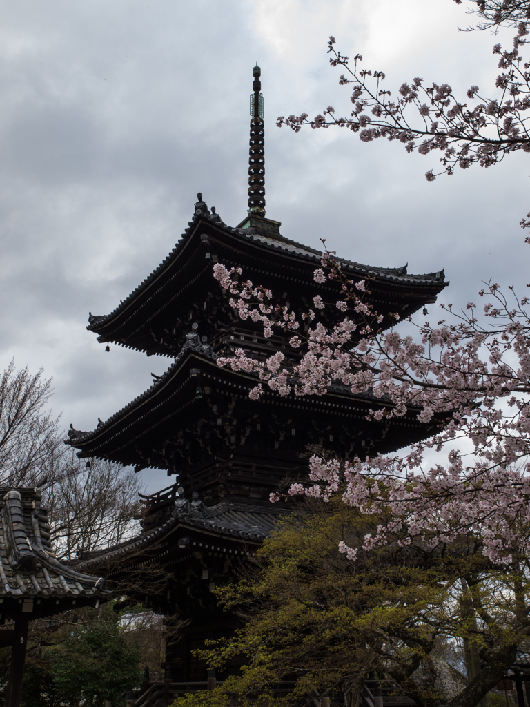 真如堂三重塔と桜