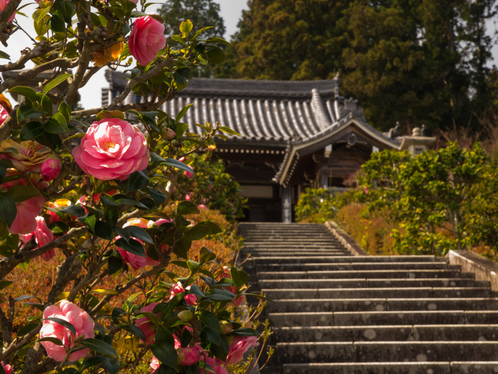 吉峰寺④