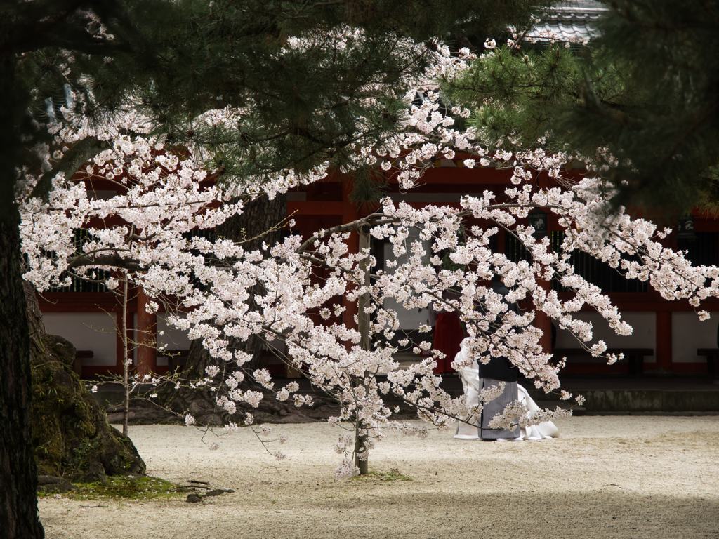 平安神宮の桜と結婚式
