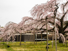 霊宝館　桜　４